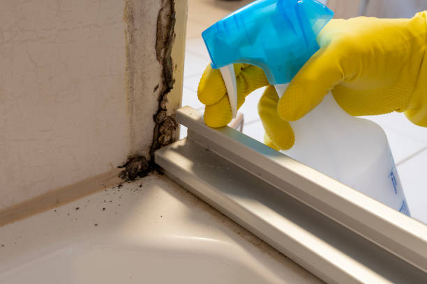 Best Local Mold Removal Service  in Marble Hill, MO