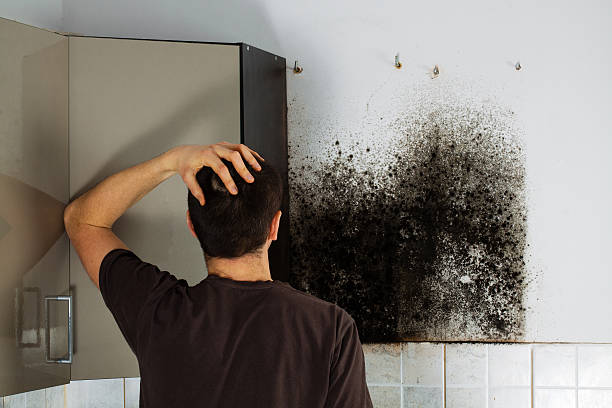 Best Mold Cleaning Services  in Marble Hill, MO